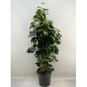 Ficus benja. 'Danielle'