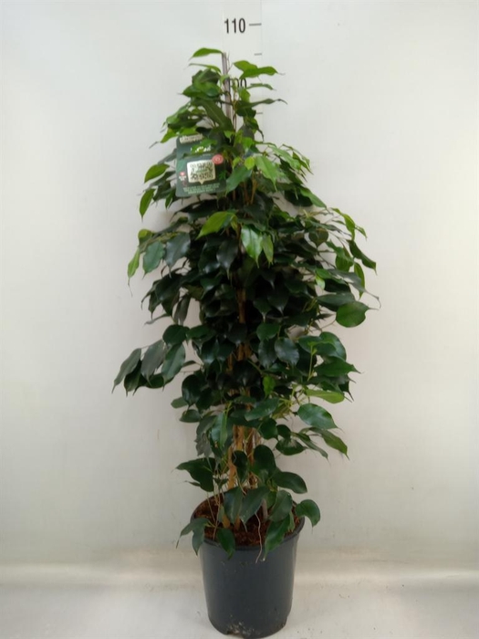 <h4>Ficus benja. 'Danielle'</h4>