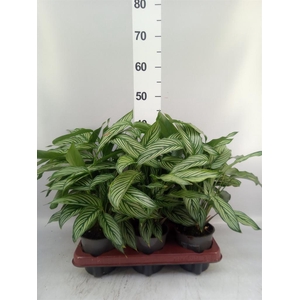 Calathea   ...