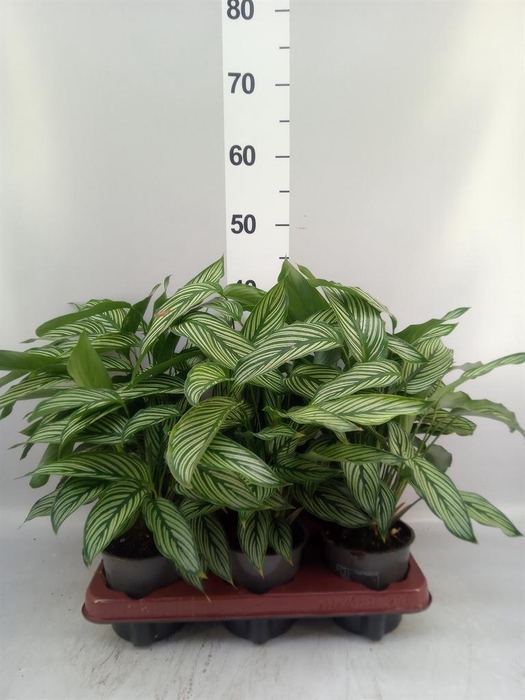<h4>Calathea   ...</h4>