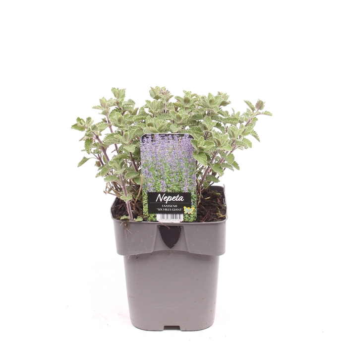 <h4>Nepeta faassenii 'Six Hills Giant'</h4>