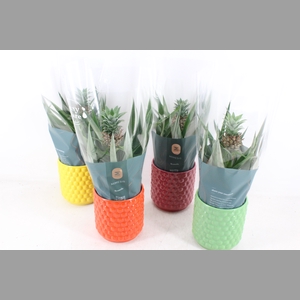 arr3 BS - Ker. bubble mix ananas