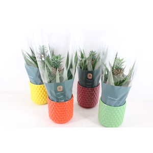arr3 BS - Ker. bubble mix ananas
