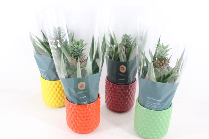 <h4>arr3 BS - Ker. bubble mix ananas</h4>