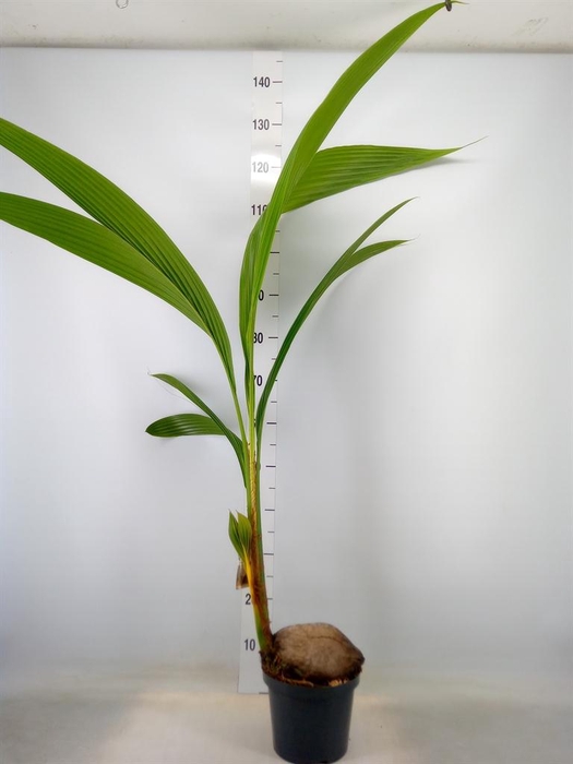 <h4>Cocos nucifera</h4>