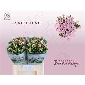 Bouv En Sweet Jewel