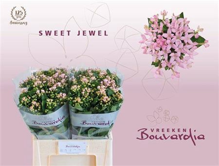 <h4>Bouv En Sweet Jewel</h4>