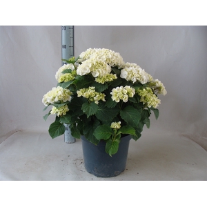 Hydrangea mac.
