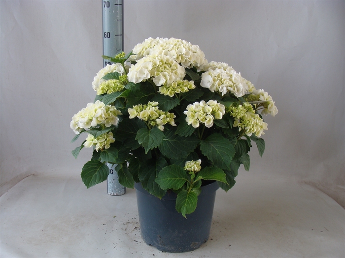 <h4>Hydrangea mac.</h4>