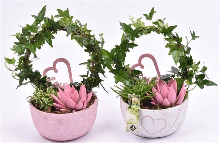 <h4>Cement schaal hart decor mix 16cm</h4>