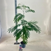 Albizia julibrissin