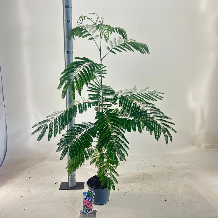 <h4>Albizia julibrissin</h4>