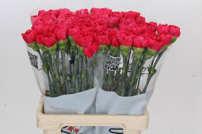 <h4>Dianthus St Bizet</h4>