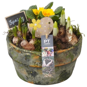 PTBM3065 Arrangementen Tuinplanten