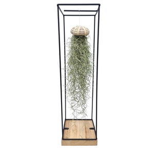 Arrangementen Tillandsia 6%