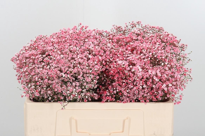 <h4>Gyps Painted Peach</h4>