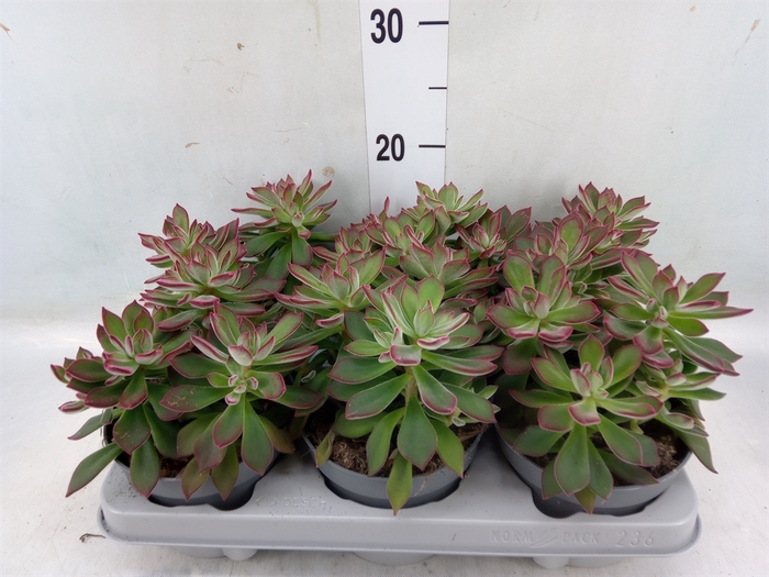 <h4>Echeveria pulvinata 'Devotion'</h4>