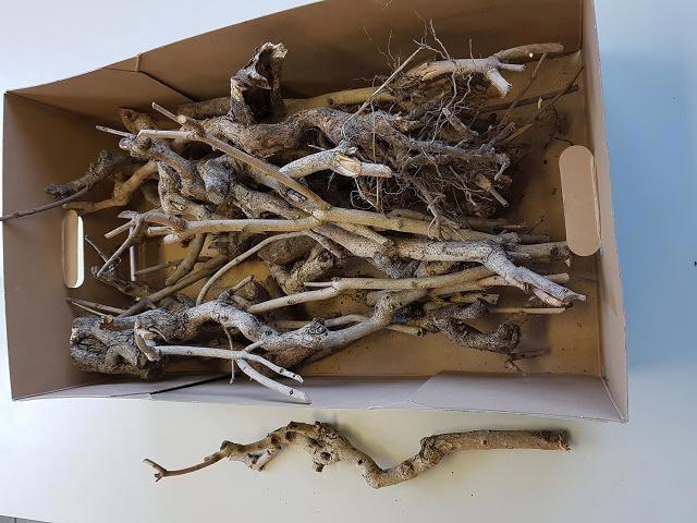 <h4>SERINGENSTRONK</h4>