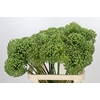 Allium Zaadbollen