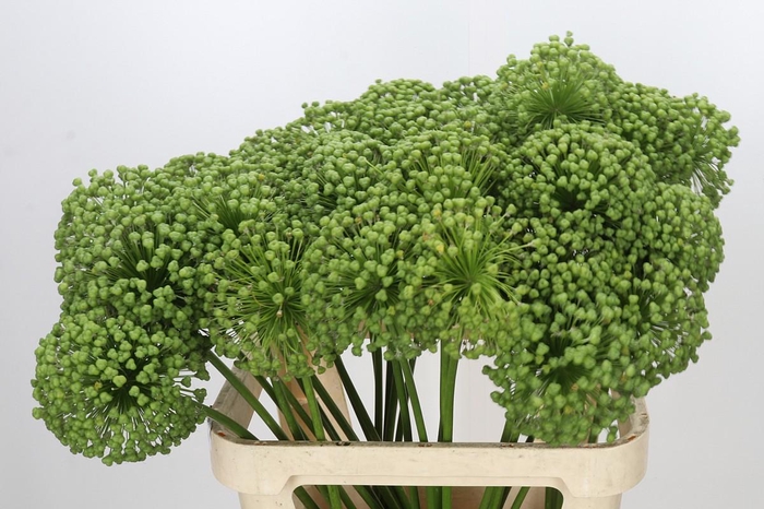 <h4>Allium Zaadbollen</h4>