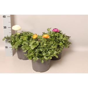 Ranunculus 19 cm Gemengd  (Ranonkel)