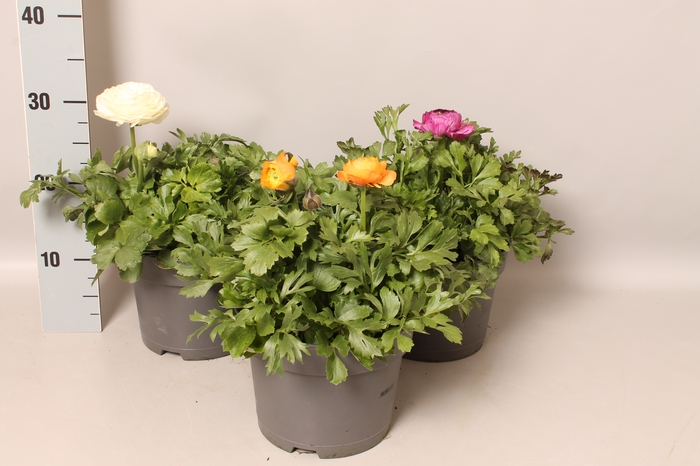 <h4>Ranunculus 19 cm Gemengd  (Ranonkel)</h4>