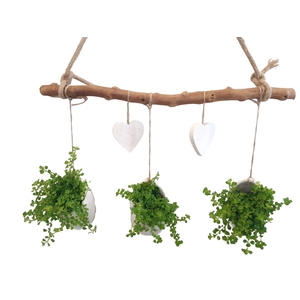 Arr.   Kamerplant Groen H%