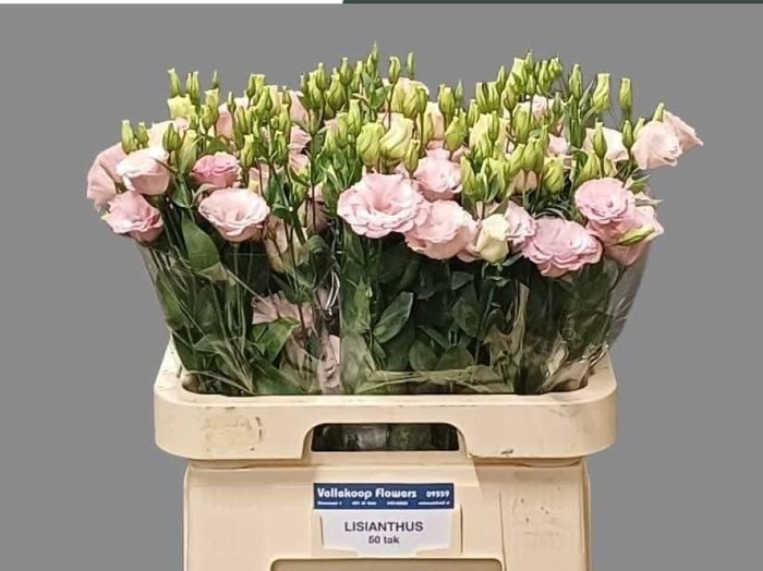 <h4>EUS G LISANNE L PINK</h4>