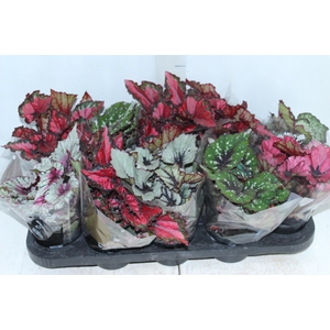 BEGONIA BELEAF P11 PO