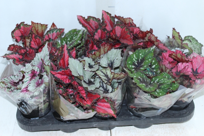 BEGONIA BELEAF P11 PO