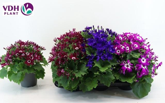 <h4>PERI C SEN GEM</h4>