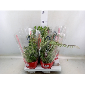 Aeschynanthus   ...