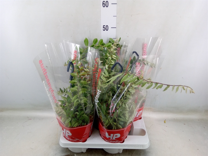 <h4>Aeschynanthus   ...</h4>