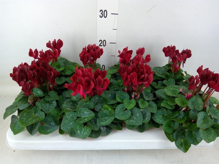 <h4>Cyclamen KL 'Compact'</h4>