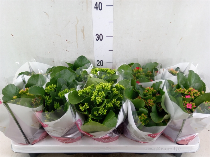 <h4>Kalanchoe blos.   ..mix 6</h4>