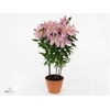 Roselily Sara