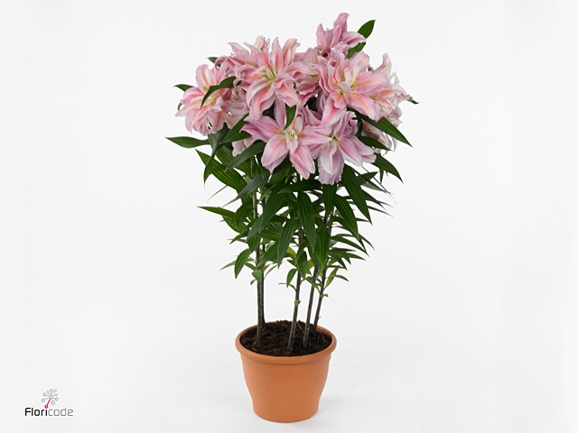 Roselily Sara