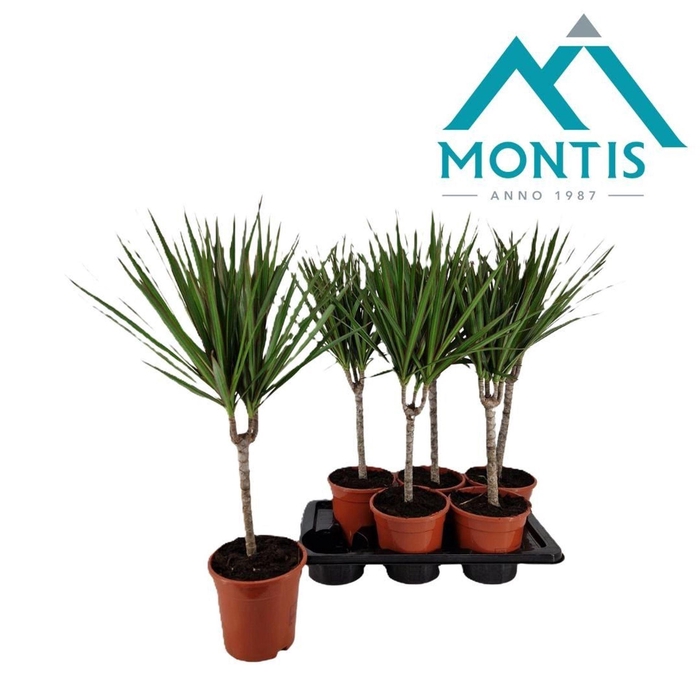 <h4>Dracaena Marginata</h4>