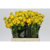 Ranunculus Elegance Yellow