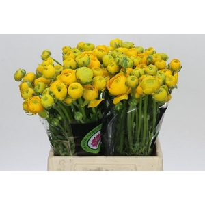 Ranunculus Elegance Yellow