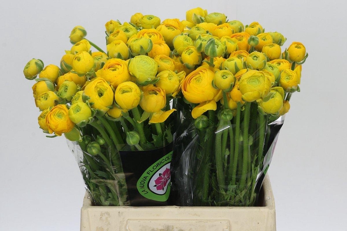 <h4>Ranunculus Elegance Yellow</h4>