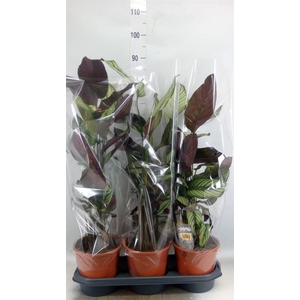 Calathea majestica 'Whitestar'