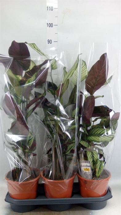 <h4>Calathea majestica 'Whitestar'</h4>
