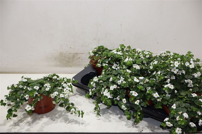 <h4>Sut White Showers</h4>