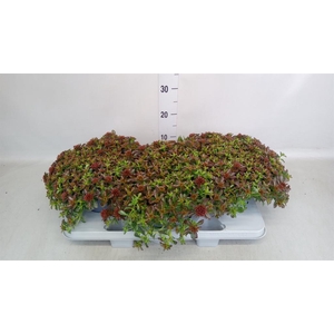 Sedum spurium 'Spot on deep Rose'