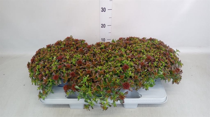 <h4>Sedum spurium 'Spot on deep Rose'</h4>