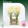 Calla Blushing Lady