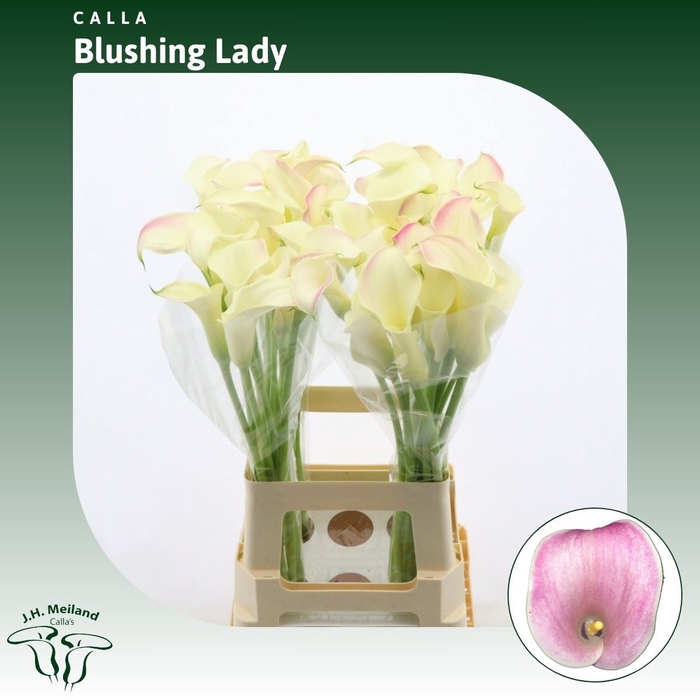<h4>Calla Blushing Lady</h4>