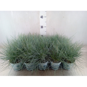 Festuca glauca 'Compacta Blue'