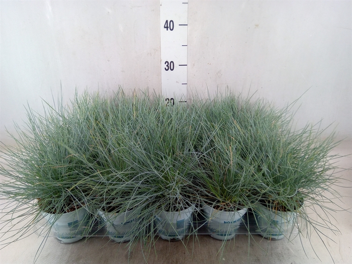<h4>Festuca glauca 'Compacta Blue'</h4>